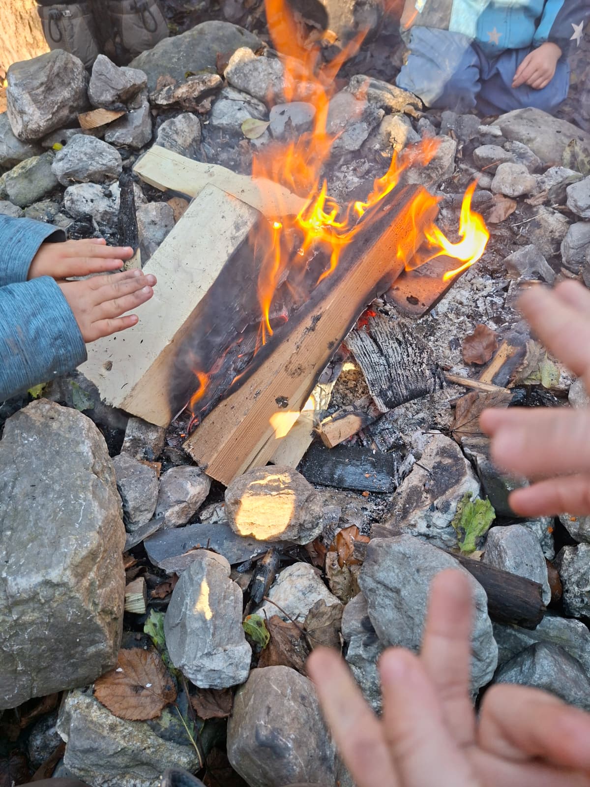 Wald VII